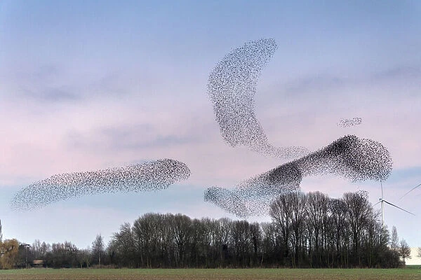 Common starling (Sturnus vulgaris) murmuration, flocks gathering above trees before