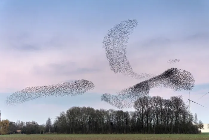 Framed Print : Common starling (Sturnus vulgaris) murmuration, flocks gathering above trees before