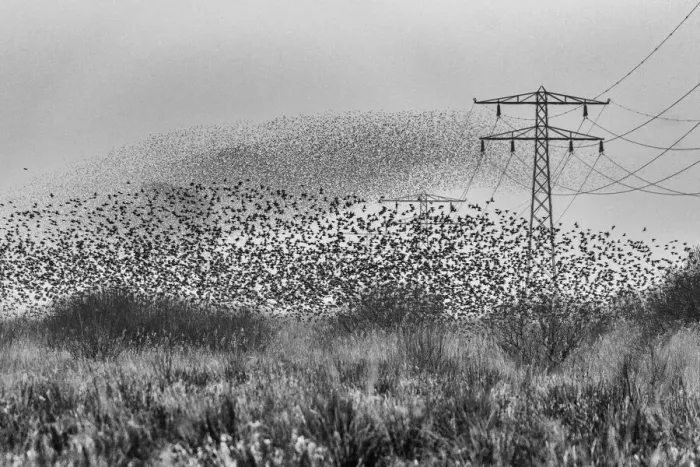 Framed Print : Common starling (Sturnus vulgaris) murmuration in between high voltage powerlines and electricity pylons, The Netherlands, Europe. February Framed Print : Common starling (Sturnus vulgaris) murmuration in between high voltage powerlines and electricity pylons, The Netherlands, Europe. February