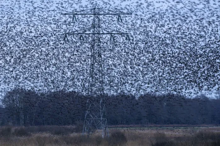 Framed Print : Common starling (Sturnus vulgaris) murmuration in between high voltage powerlines and electricity pylons, The Netherlands, Europe. February Framed Print : Common starling (Sturnus vulgaris) murmuration in between high voltage powerlines and electricity pylons, The Netherlands, Europe. February