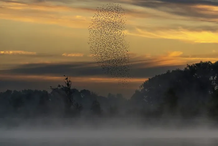 Framed Print : Common starling (Sturnus vulgaris) murmuration above a pond on a misty morning, Valkenhorst Nature Reserve, The Netherlands. July Framed Print : Common starling (Sturnus vulgaris) murmuration above a pond on a misty morning, Valkenhorst Nature Reserve, The Netherlands. July
