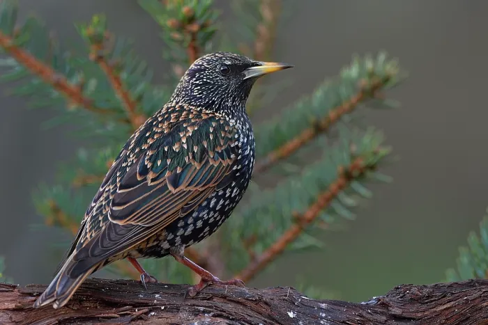 Framed Print : Common starling (Sturnus vulgaris) perched on a branch, Vendee, France. January Framed Print : Common starling (Sturnus vulgaris) perched on a branch, Vendee, France. January