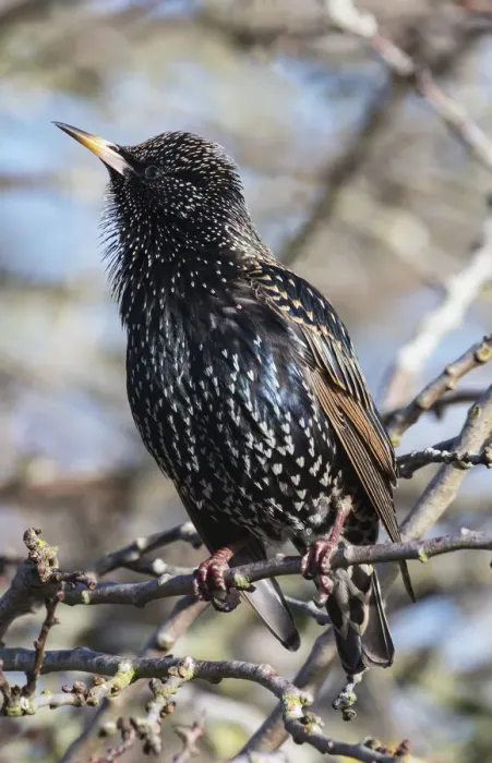 Framed Print : Common starling (Sturnus vulgaris) singing in winter sunshine Framed Print : Common starling (Sturnus vulgaris) singing in winter sunshine