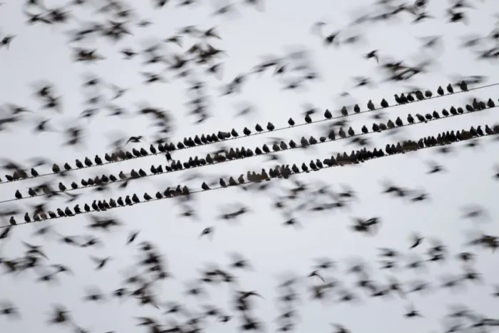 Framed Print : Common starlings (Sturnus vulgaris) gathering on telephone wires pre-roost, Solway Firth Framed Print : Common starlings (Sturnus vulgaris) gathering on telephone wires pre-roost, Solway Firth