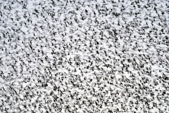 Framed Print : Common starlings (Sturnus vulgaris) large murmuration gathering before landing at winter roost, The Netherlands. Vogelwarte Photo Competition 2022 - Emotion category - Finalist Framed Print : Common starlings (Sturnus vulgaris) large murmuration gathering before landing at winter roost, The Netherlands. Vogelwarte Photo Competition 2022 - Emotion category - Finalist
