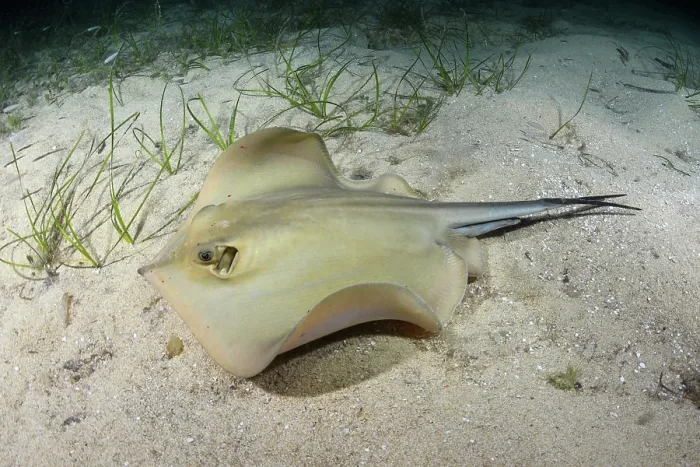 Framed Print : Common stingray (Dasyatis pastinaca) swimming over sandy seabed, Playa Granadella, Spain, Mediterranean Sea Framed Print : Common stingray (Dasyatis pastinaca) swimming over sandy seabed, Playa Granadella, Spain, Mediterranean Sea