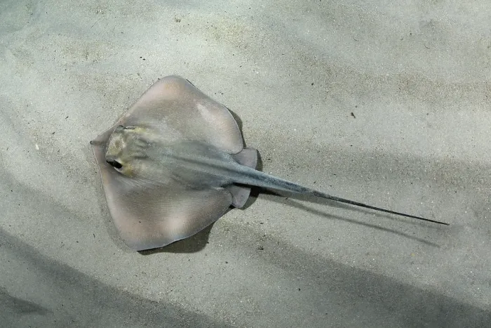 Framed Print : Common stingray (Dasyatis pastinaca) swimming over sandy seabed, Playa Granadella, Spain, Mediterranean Sea Framed Print : Common stingray (Dasyatis pastinaca) swimming over sandy seabed, Playa Granadella, Spain, Mediterranean Sea