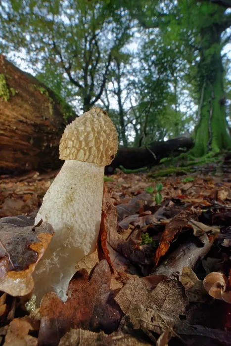 Framed Print : Common stinkhorn fungus (Phallus impudicus) fruiting on a woodland floor, New Forest, Hampshire, England, UK. November Framed Print : Common stinkhorn fungus (Phallus impudicus) fruiting on a woodland floor, New Forest, Hampshire, England, UK. November