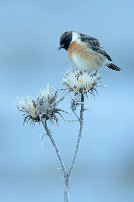 Framed Print : Common stonechat (Saxicola torquata) on frosty flower head in winter, Sierra de Framed Print : Common stonechat (Saxicola torquata) on frosty flower head in winter, Sierra de