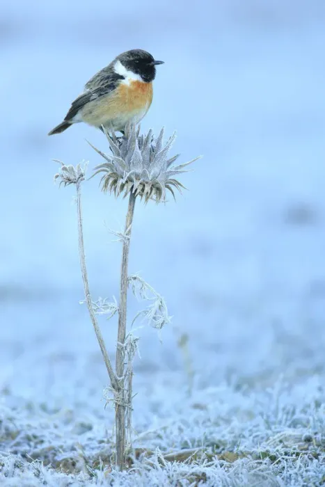 Framed Print : Common stonechat (Saxicola torquata) on frozen and dry thistle. Sierra de Grazalema Natural Park Framed Print : Common stonechat (Saxicola torquata) on frozen and dry thistle. Sierra de Grazalema Natural Park
