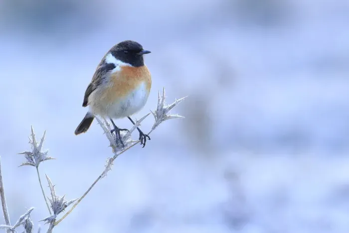 Framed Print : Common stonechat (Saxicola torquata) on frozen and dry thistle. Sierra de Grazalema Natural Park Framed Print : Common stonechat (Saxicola torquata) on frozen and dry thistle. Sierra de Grazalema Natural Park