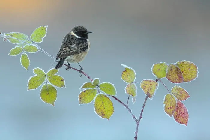 Framed Print : Common stonechat (Saxicola torquata) male perched on bramble, Sierra de Grazalema Natural Park Framed Print : Common stonechat (Saxicola torquata) male perched on bramble, Sierra de Grazalema Natural Park