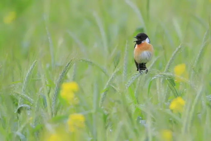 Framed Print : Common stonechat (saxicola torquata) male singing from green wheat, Sierra de Grazalema Framed Print : Common stonechat (saxicola torquata) male singing from green wheat, Sierra de Grazalema