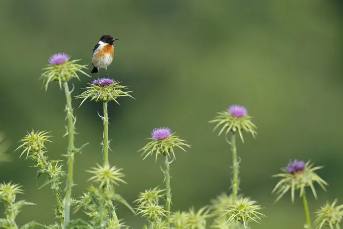 Framed Print : Common stonechat (Saxicola torquata) male on thistle. Sierra de Grazalema Natural Park Framed Print : Common stonechat (Saxicola torquata) male on thistle. Sierra de Grazalema Natural Park