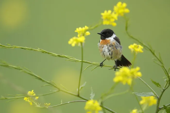 Framed Print : Common stonechat (Saxicola torquata) peched in brassica flowers, Sierra de Grazalema Natural Park