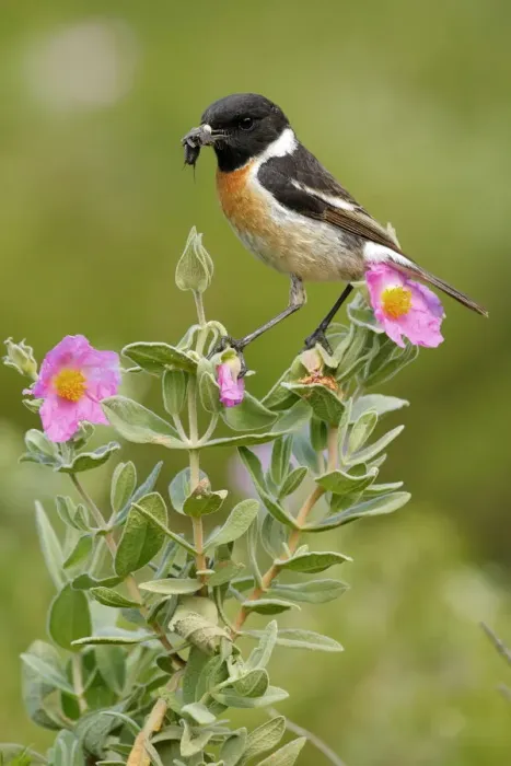 Framed Print : Common stonechat (Saxicola torquata) with prey on flowers, Sierra de Grazalema Natural Park Framed Print : Common stonechat (Saxicola torquata) with prey on flowers, Sierra de Grazalema Natural Park