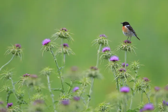 Framed Print : Common stonechat (Saxicola torquata) on thistle. Sierra de Grazalema Natural Park Framed Print : Common stonechat (Saxicola torquata) on thistle. Sierra de Grazalema Natural Park