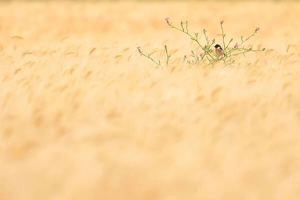 Common stonechat (Saxicola torquatus) perched in a wheat field, Arcos de la Frontera, southern Spain. May. Vogelwarte Photography Competition 2021 Finalist