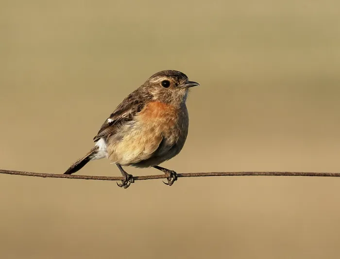 Framed Print : Common stonechat (Saxicola torquatus) female, perched on a wire fence, Malgas, Cape Province, South Africa Framed Print : Common stonechat (Saxicola torquatus) female, perched on a wire fence, Malgas, Cape Province, South Africa