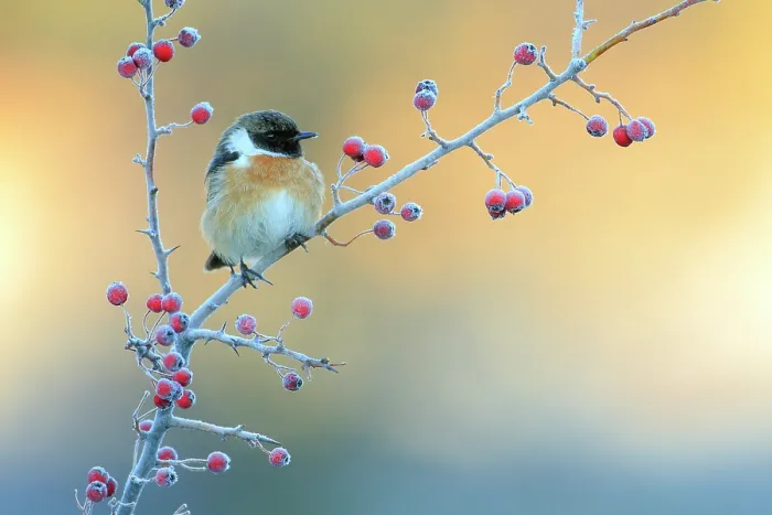 Framed Print : Common stonechat (Saxicola torquatus) on frost covered Common hawthorn (Crategus monogyna) berries, Sierra de Grazalema Natural Park, southern Spain, December Framed Print : Common stonechat (Saxicola torquatus) on frost covered Common hawthorn (Crategus monogyna) berries, Sierra de Grazalema Natural Park, southern Spain, December