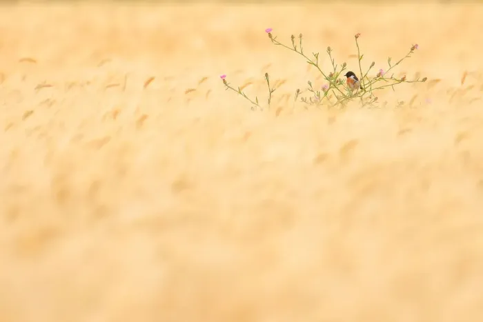 Framed Print : Common stonechat (Saxicola torquatus) perched in a wheat field, Arcos de la Frontera, southern Spain. May. Vogelwarte Photography Competition 2021 Finalist Framed Print : Common stonechat (Saxicola torquatus) perched in a wheat field, Arcos de la Frontera, southern Spain. May. Vogelwarte Photography Competition 2021 Finalist