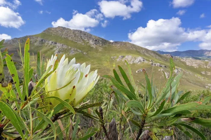 Framed Print : Common sugarbush (Protea repens) in flower, Franschhoek Pass, Western Cape, South Africa Framed Print : Common sugarbush (Protea repens) in flower, Franschhoek Pass, Western Cape, South Africa