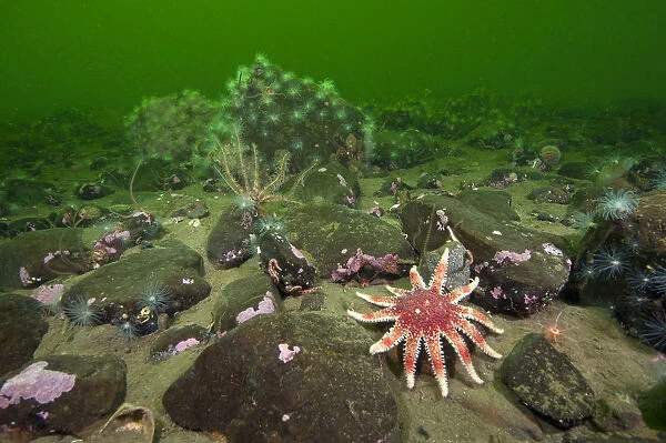 Common sunstar (Crossaster papposus), brittlestars and sealoch anemones form a typical