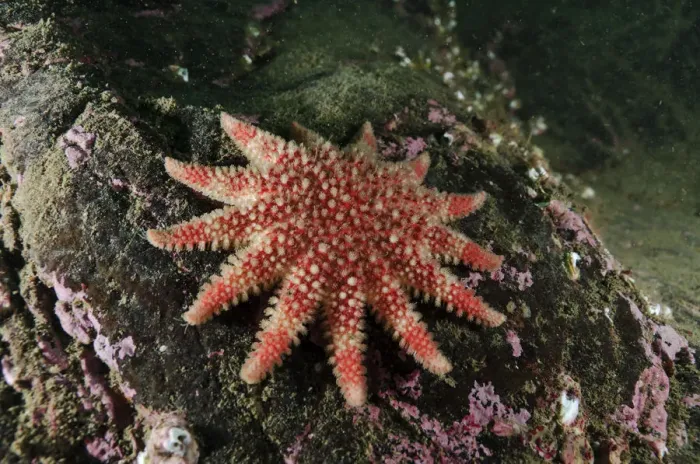 Framed Print : Common Sunstar (Crossaster papposus), St Abbs (St Abbs and Eyemouth Voluntary Marine Reserve) Framed Print : Common Sunstar (Crossaster papposus), St Abbs (St Abbs and Eyemouth Voluntary Marine Reserve)