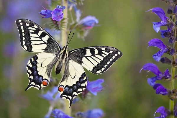 Common Swallowtail Butterfly (Papilio machaon) resting on Vipers Bugloss  /  Blueweed