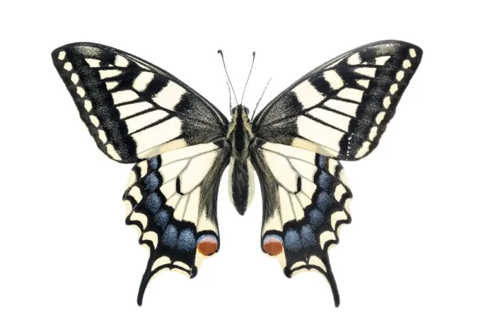 Framed Print : Common swallowtail butterfly (Papilio machaon), Lorsch, Hessen, Germany. Meetyourneighbours Framed Print : Common swallowtail butterfly (Papilio machaon), Lorsch, Hessen, Germany. Meetyourneighbours