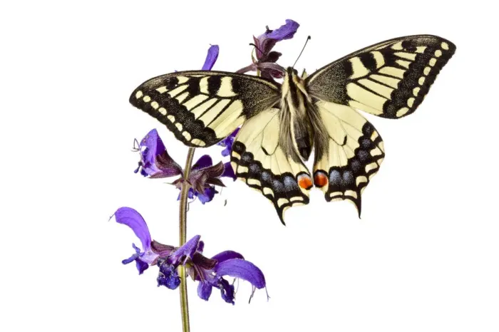 Framed Print : Common Swallowtail butterfly (Papilio machaon) resting on Meadow Clary (Salvia pratensis) flowers Framed Print : Common Swallowtail butterfly (Papilio machaon) resting on Meadow Clary (Salvia pratensis) flowers
