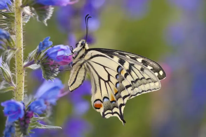 Framed Print : Common Swallowtail Butterfly (Papilio machaon) resting on Vipers Bugloss / Blueweed Framed Print : Common Swallowtail Butterfly (Papilio machaon) resting on Vipers Bugloss / Blueweed