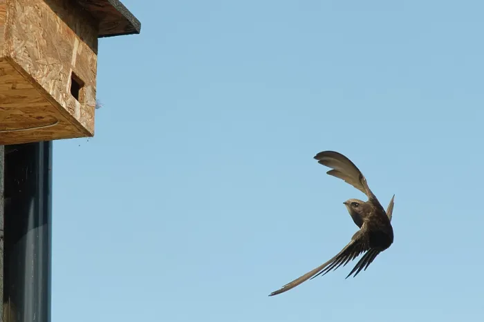 Framed Print : Common swift (Apus apus) air braking as it flies close to a nest box it has just begun nesting in, Box, Wiltshire, UK. June Framed Print : Common swift (Apus apus) air braking as it flies close to a nest box it has just begun nesting in, Box, Wiltshire, UK. June
