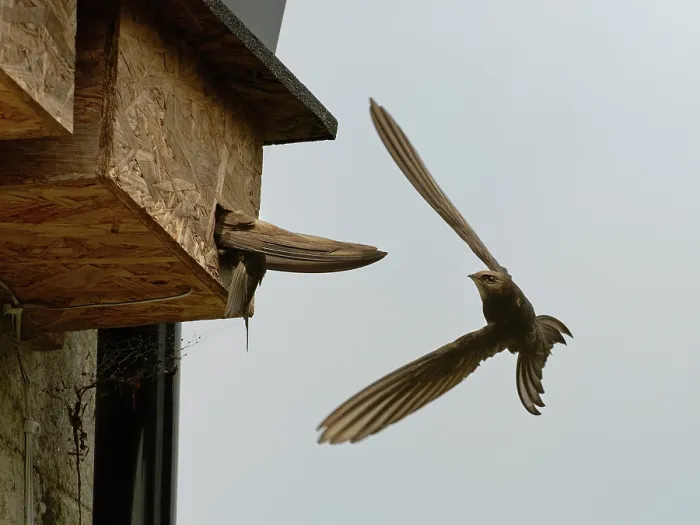 Framed Print : Common swift (Apus apus) investigating nest box as its mate flies past, Box, Wiltshire, UK, June Framed Print : Common swift (Apus apus) investigating nest box as its mate flies past, Box, Wiltshire, UK, June