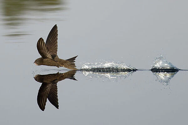 Common Swift (Apus apus) skimming water surface having just taken a drink. Norwich, UK. July