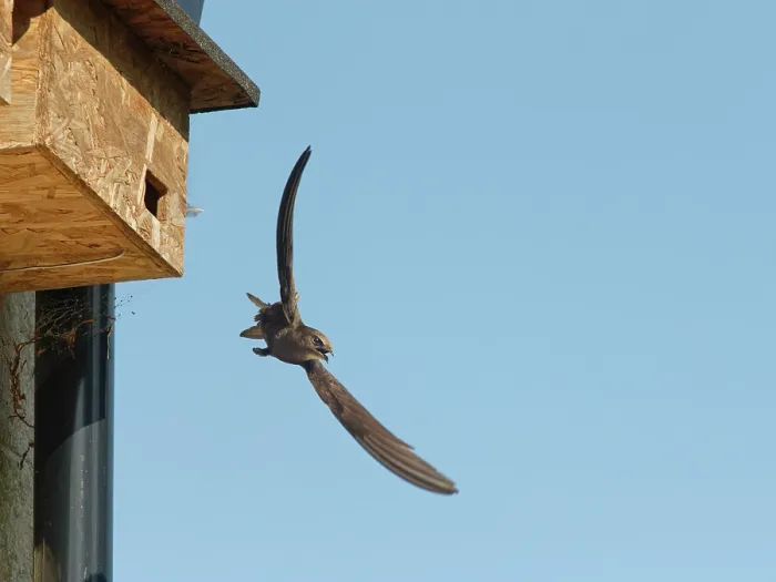 Framed Print : Common swift (Apus apus) taking flight from nest box and calling, Box, Wiltshire, UK, June