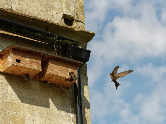 Framed Print : Common swift (Apus apus) young adult, landing briefly or 'banging' to inspect a prospective nest box as its mate air brakes as it flies close by, Box, Wiltshire, UK. June Framed Print : Common swift (Apus apus) young adult, landing briefly or 'banging' to inspect a prospective nest box as its mate air brakes as it flies close by, Box, Wiltshire, UK. June