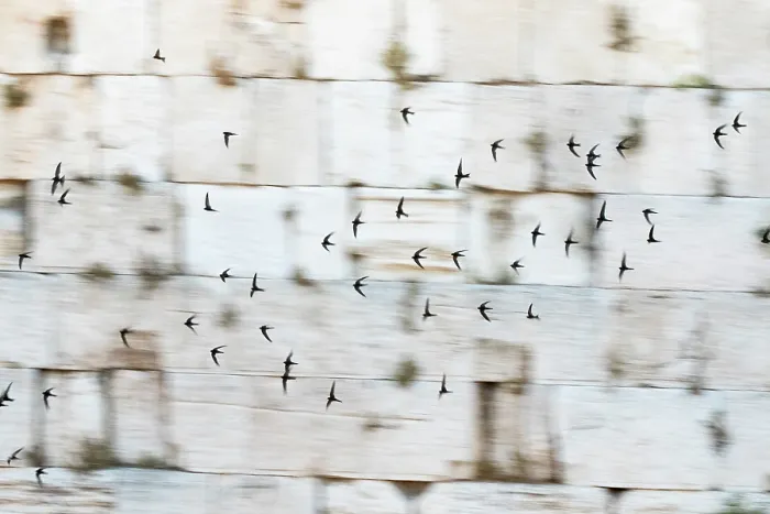 Framed Print : Common swifts (Apus apus) flock in flight along Western Wall, Western Wall Plaza (Kotel), Jerusalem, Israel Framed Print : Common swifts (Apus apus) flock in flight along Western Wall, Western Wall Plaza (Kotel), Jerusalem, Israel