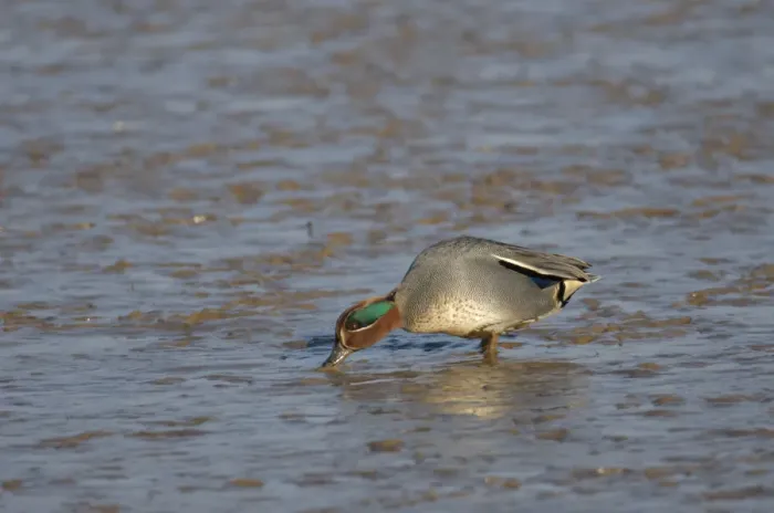 Framed Print : Common teal (Anas crecca) drake feeding on mudflats, The Wash, Norfolk, England, UK Framed Print : Common teal (Anas crecca) drake feeding on mudflats, The Wash, Norfolk, England, UK