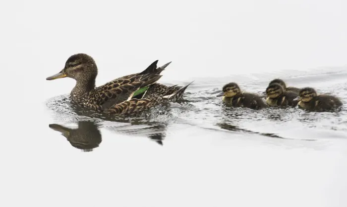 Framed Print : Common Teal (Anas crecca) female with ducklings, Finland June Framed Print : Common Teal (Anas crecca) female with ducklings, Finland June