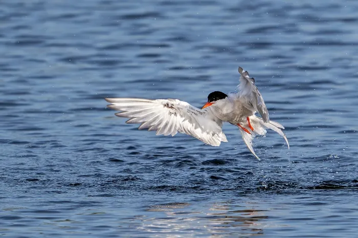 Framed Print : Common tern (Sterna hirundo) in breeding plumage, taking off from water, Zeeland, Netherlands, North Sea. August Framed Print : Common tern (Sterna hirundo) in breeding plumage, taking off from water, Zeeland, Netherlands, North Sea. August
