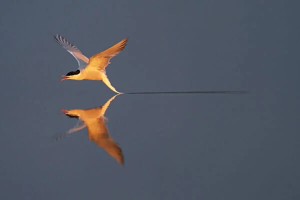 Common tern (Sterna hirundo) catching a mayfly, Hjalstaviken, Uppland, Sweden