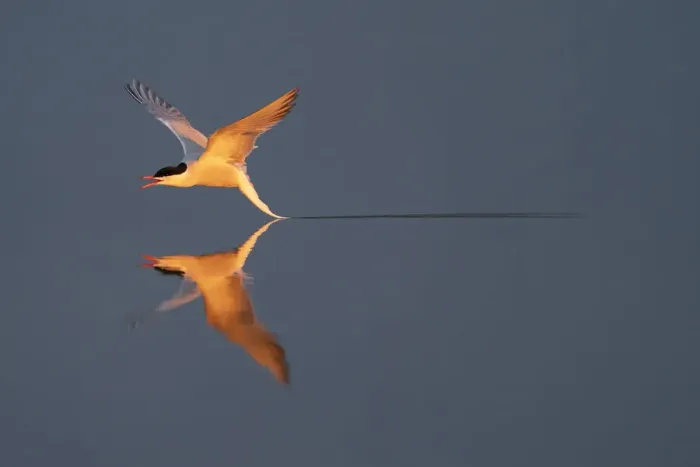 Framed Print : Common tern (Sterna hirundo) catching a mayfly, Hjalstaviken, Uppland, Sweden Framed Print : Common tern (Sterna hirundo) catching a mayfly, Hjalstaviken, Uppland, Sweden