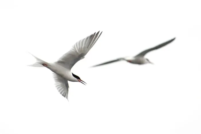 Framed Print : Common tern (Sterna hirundo) in flight, Pico, Azores, Portugal, June 2009