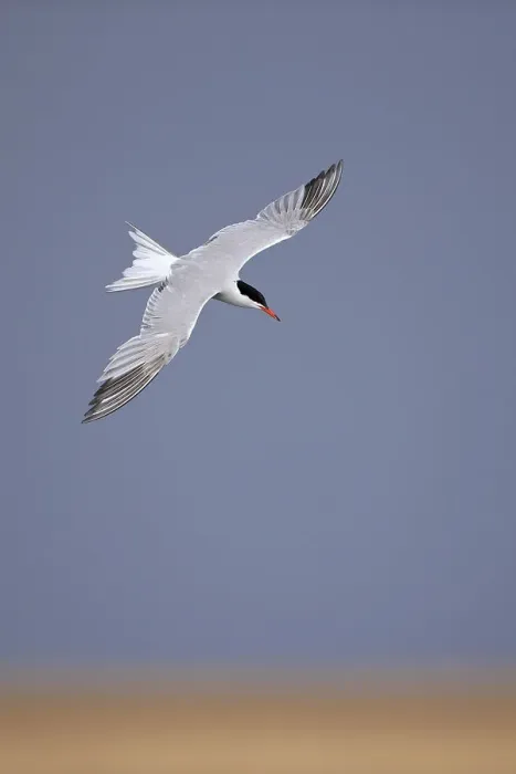 Framed Print : Common tern (Sterna hirundo) in flight, Norfolk, UK, August Framed Print : Common tern (Sterna hirundo) in flight, Norfolk, UK, August