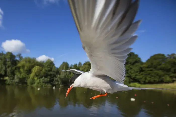 Framed Print : Common tern (Sterna hirundo) in flight over water, Hampstead Heath, London, UK, August