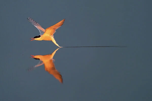 Common tern (Sterna hirundo) flying low over water. Hjalstaviken, Uppland, Sweden