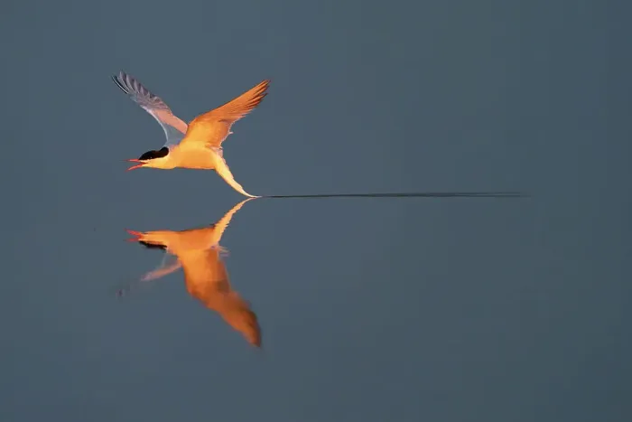Framed Print : Common tern (Sterna hirundo) flying low over water. Hjalstaviken, Uppland, Sweden Framed Print : Common tern (Sterna hirundo) flying low over water. Hjalstaviken, Uppland, Sweden