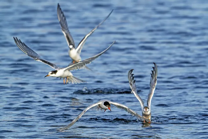 Framed Print : Four Common terns (Sterna hirundo) adult and juvenile, in breeding plumage, flying over water fishing along the North Sea coast in summer, Zeeland, Netherlands, North Sea. August Framed Print : Four Common terns (Sterna hirundo) adult and juvenile, in breeding plumage, flying over water fishing along the North Sea coast in summer, Zeeland, Netherlands, North Sea. August