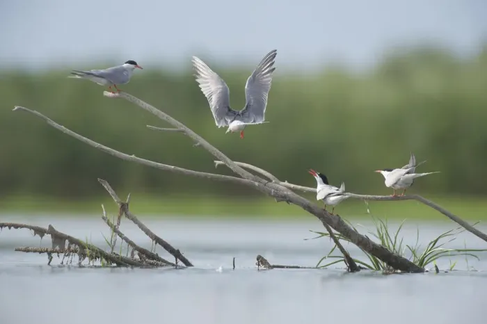 Framed Print : Common terns (Sterna hirundo) on branches sticking out of water, Lake Belau, Moldova Framed Print : Common terns (Sterna hirundo) on branches sticking out of water, Lake Belau, Moldova